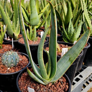 aloe arista 'Lace Aloe