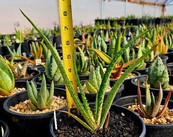 lace aloe care SCARLET - ALOE ARISTATA main image 0