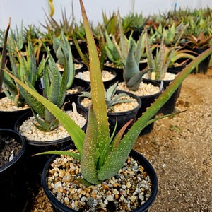 Rare 2g Aloe Argentifolia. Newly described aloe from Mozambique. These are seed grown plants grown in Circadian Rhythm Greenhouses.