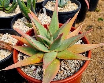 New Circadian Rhythm select hybrid 3g Aloe Falcata x Aloe Sinkatana.Unreal foliage and teeth,cold,pest hardy. Branched yellow blooms