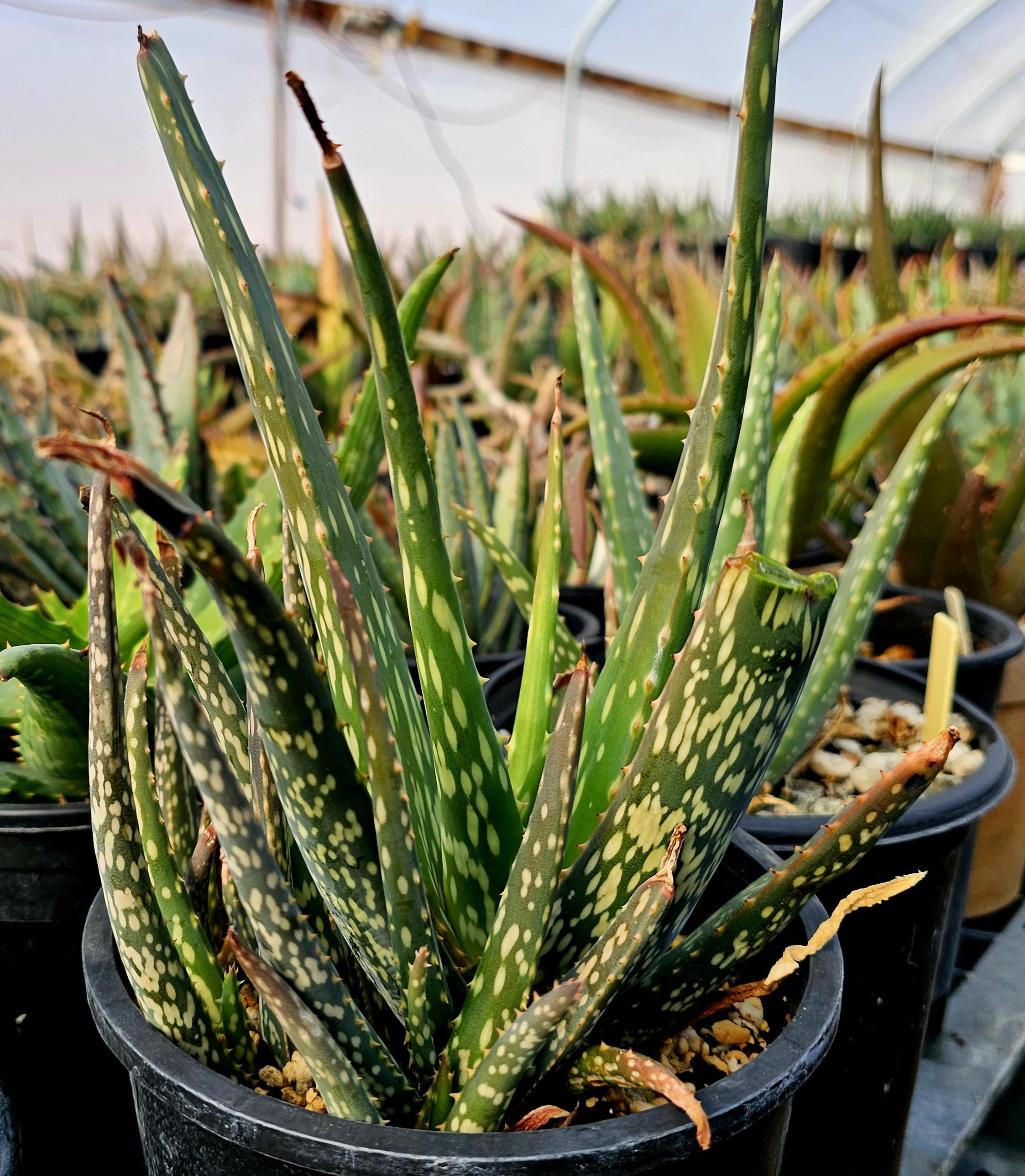 Aloe saudiarabica 子苗 Aloe Bertemariae: Rare Seed Grown Succulent from Ethiopia - Etsy 日本