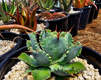 2g Agave Isthmensis,gorgeous compact agaves,great container agaves. Beautiful spines,foliage colors,must have for collector