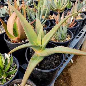 Lg. 1g Aloe Vanbalenii yellow flower x Aloe Arabian Jewel.Unique cross a aloe gift that keeps giving every year as it matures.