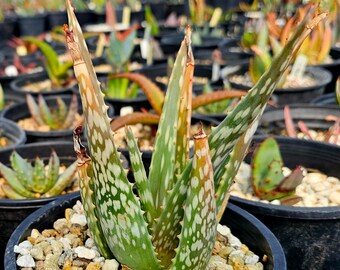 1g Aloe Trichosantha v. Trichosantha: Prolific Bloomer, Cold Hardy