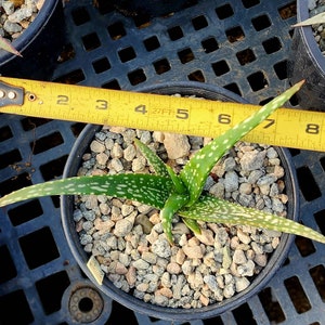 1g Aloe Trichosantha subsp. Longiflora.This aloe gets large,and the subspecies longiflora gets longer reddish wooly covered blooms.Top shelf image 7