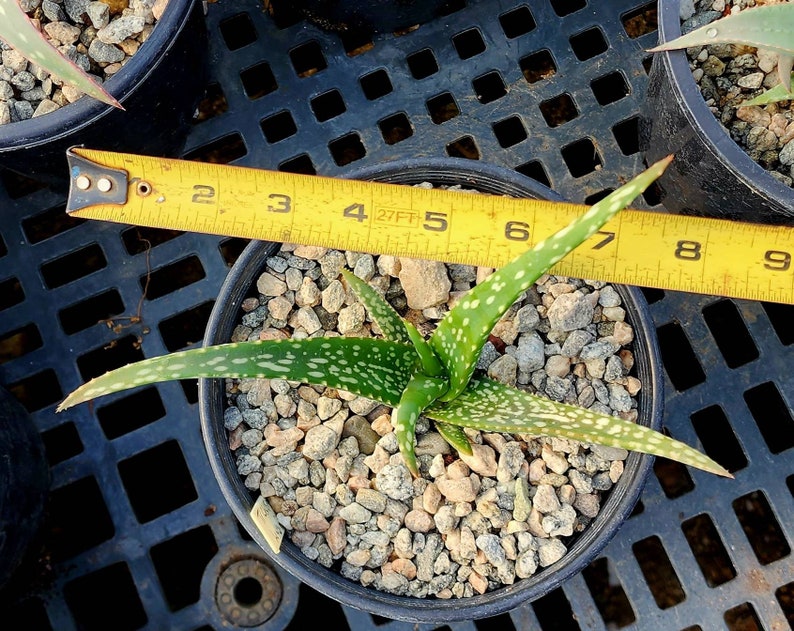 1g Aloe Trichosantha subsp. Longiflora.This aloe gets large,and the subspecies longiflora gets longer reddish wooly covered blooms.Top shelf image 7