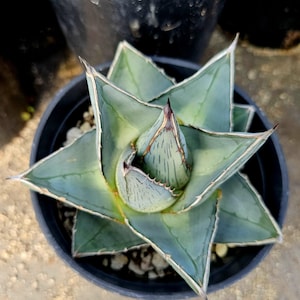 agave-azul Blue Agave Maguey Plant main image 0
