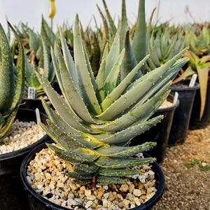 Aloe Hybrid Vera - Etsy