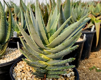 Rare Aloe Gariepensis: Seed Grown Succulent (2g) - Etsy