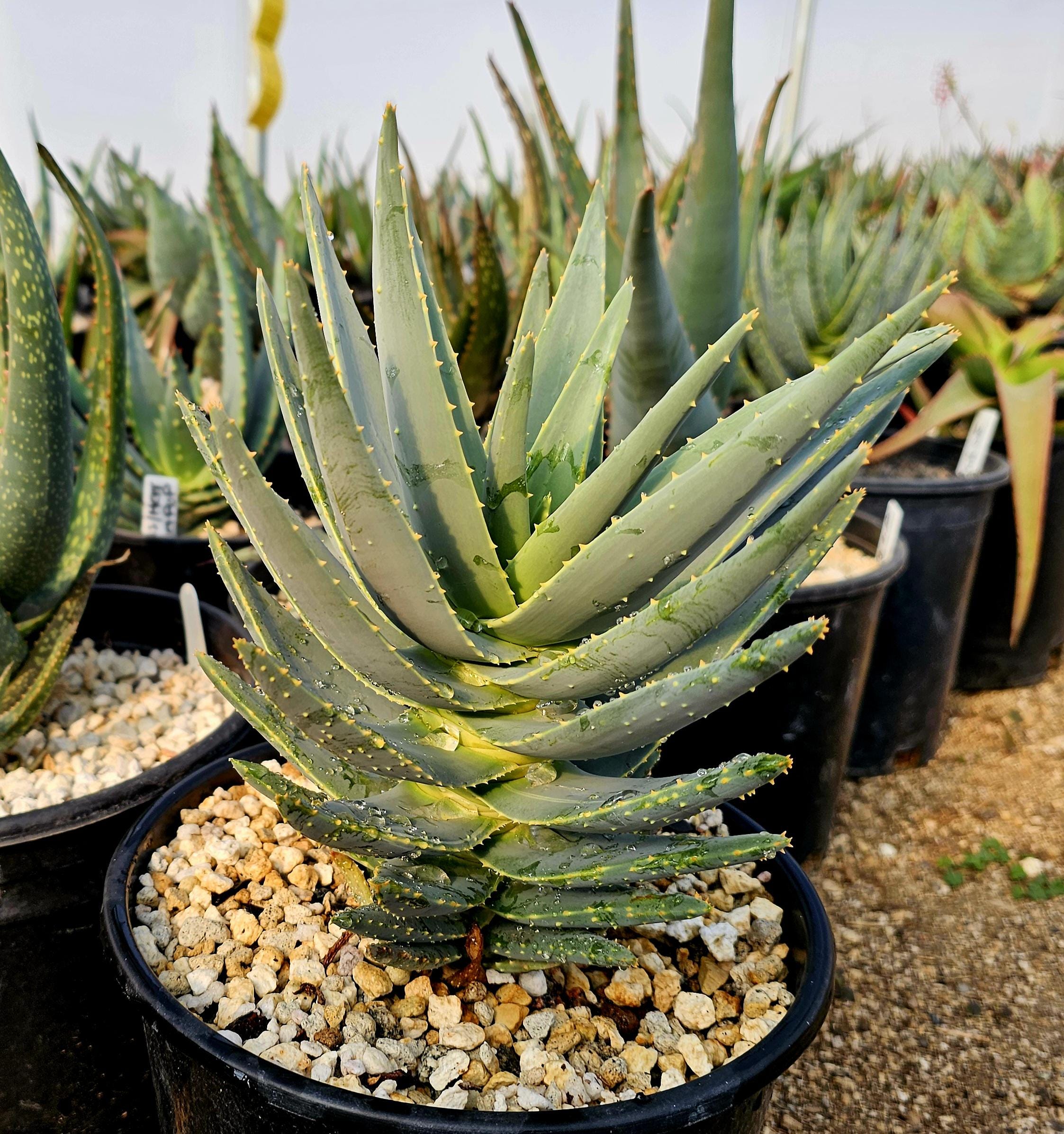 Aloe dichotoma - Dichotoma Etsy | 4in RIMO'S dichotomaアロエ
