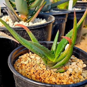 Aloe Pearsonii - Etsy