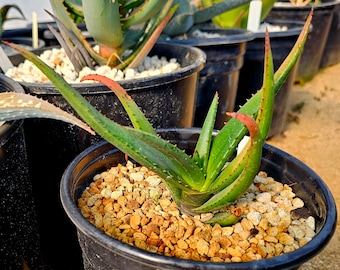 1g  Aloe Cryptopoda,Top shelf, gorgeous bloomers, closely related to lutescens.Cold hardy must have for the collector