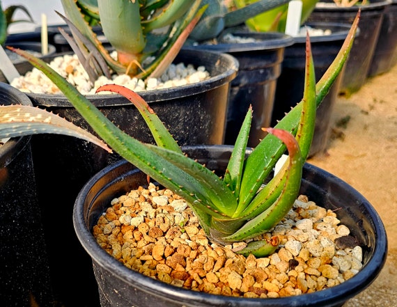Aloe Cryptopoda: Cold Hardy Bloomer for Collectors (1g) - Etsy Israel