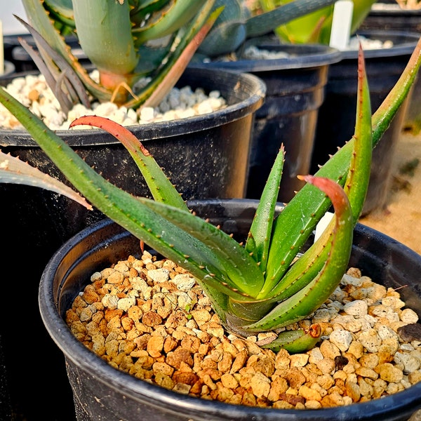 1g  Aloe Cryptopoda,Top shelf, gorgeous bloomers, closely related to lutescens.Cold hardy must have for the collector