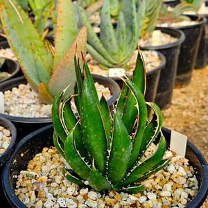 Agave Horrida - Etsy Agave Horrida - Etsy