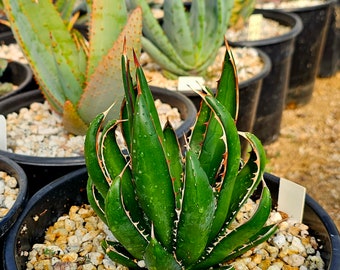 Agave horrida California seeding 実生 $_12.JPG?set_id=880000500F