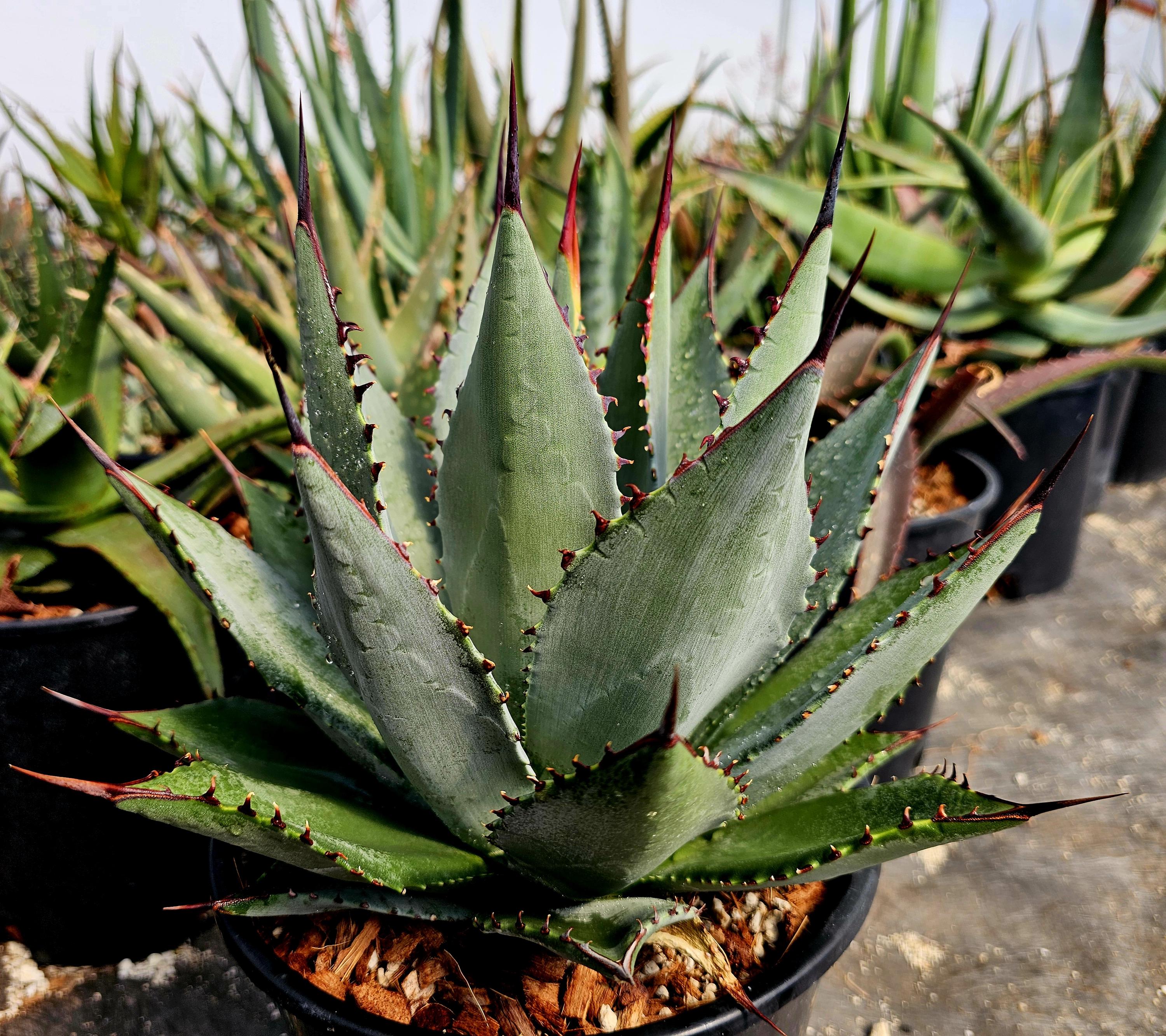 Agave Titanota Black - Etsy