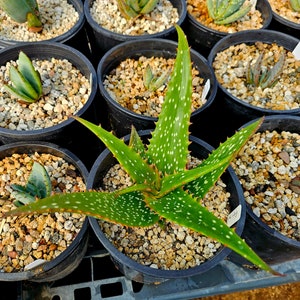 Rare 1g Aloe Turkanensis hybrid. Gorgeous foliage with stunning red teeth and the foliage even redden with stress.Excellent top shelf hybrid image 4