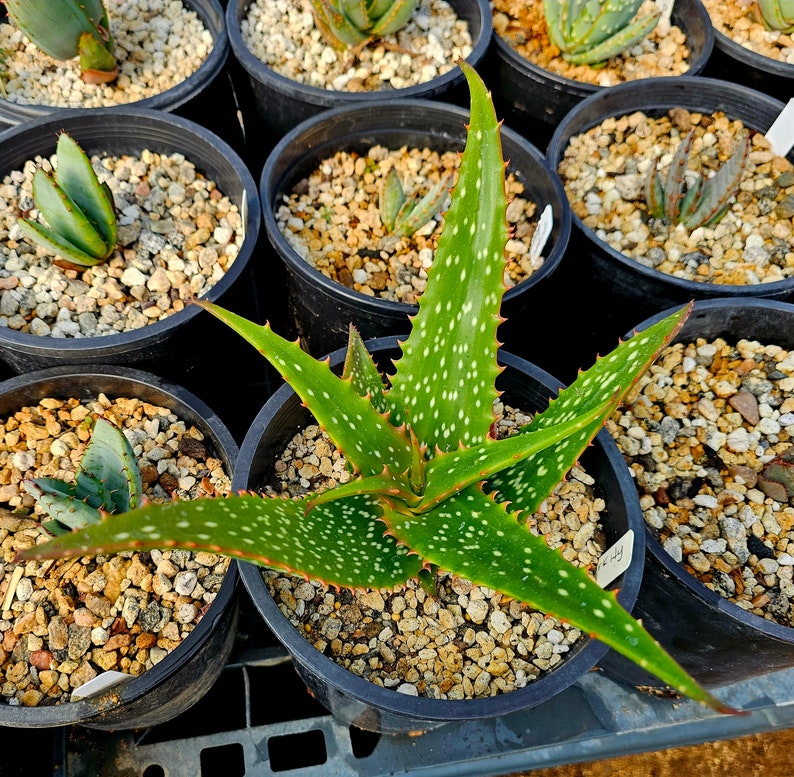 Rare 1g Aloe Turkanensis hybrid. Gorgeous foliage with stunning red teeth and the foliage even redden with stress.Excellent top shelf hybrid Bild 4