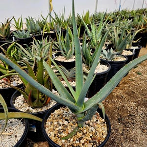 2g Large Aloe Sinana Reynolds,a rare aloe of Ethiopia.Sinana is closely related to aloe camperi. A shrubby aloe,flowers are orange red.