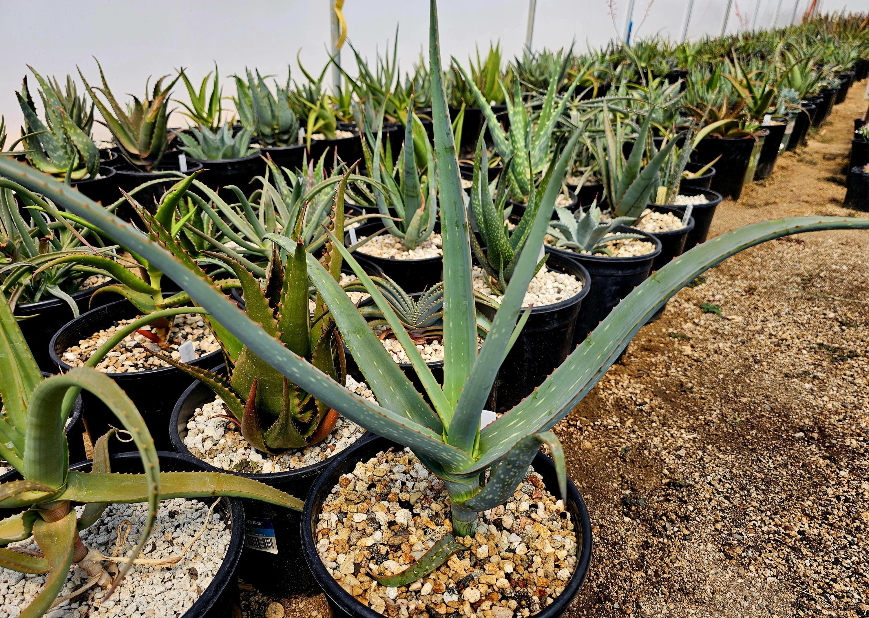 Large 2g Aloe Sinana Reynolds: Rare Ethiopian Shrubby Aloe - Etsy