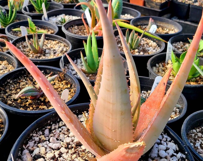Rare 2g Aloe Chrysostachys. Rare in Cultivation. Branched