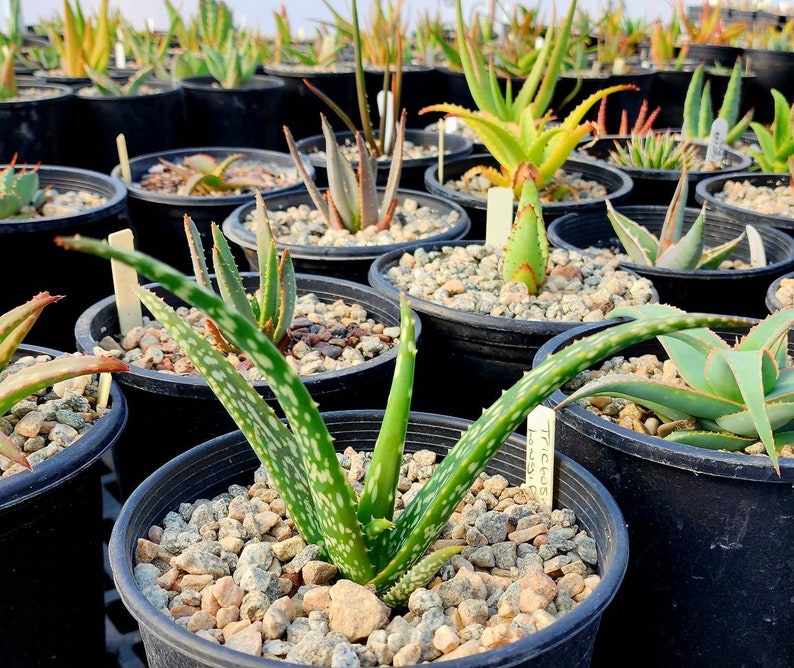 1g Aloe Trichosantha subsp. Longiflora.This aloe gets large,and the subspecies longiflora gets longer reddish wooly covered blooms.Top shelf image 1