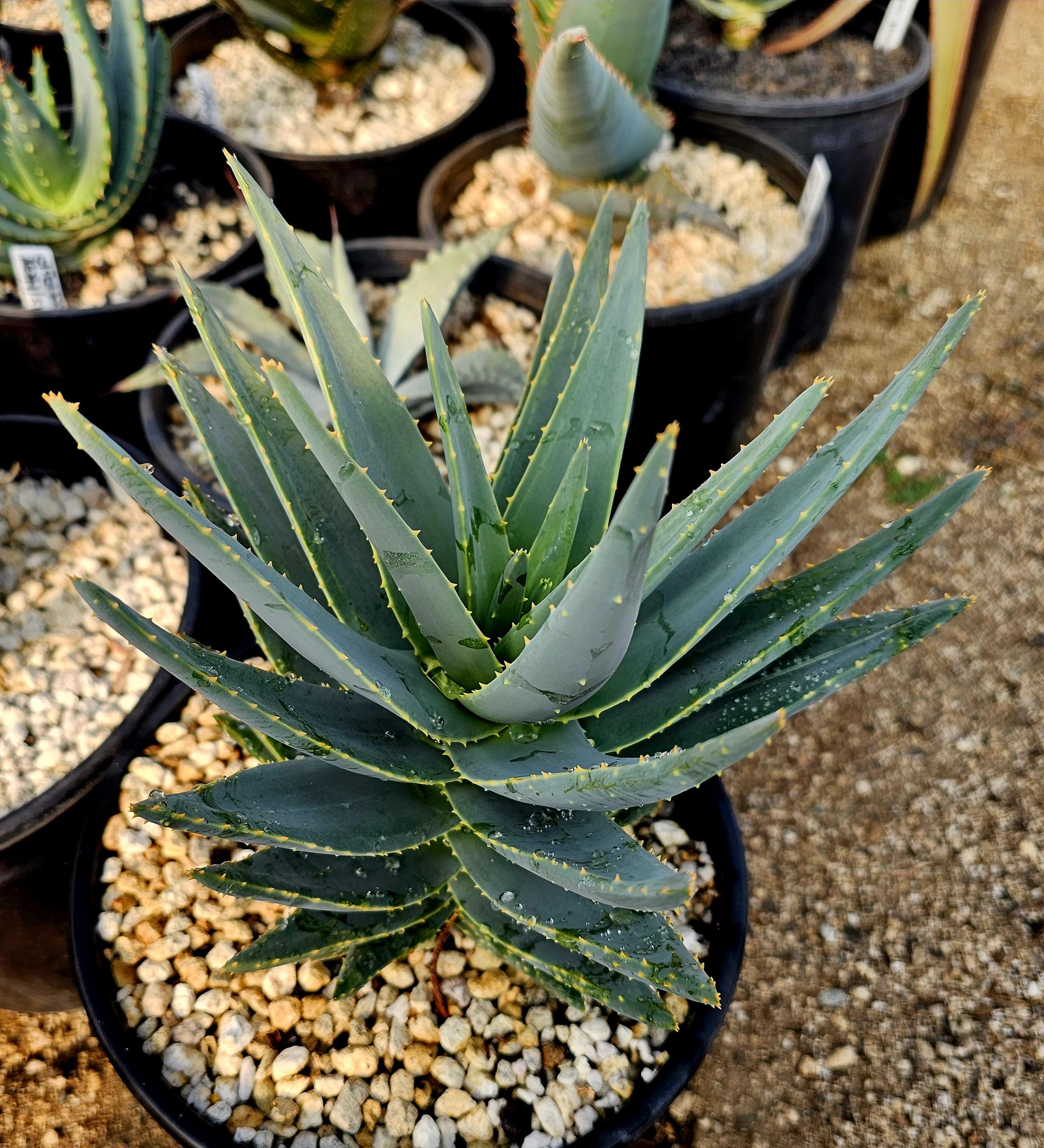 2g Aloe Dichotoma Hybrid: Heat Tolerant Tree Aloe - Etsy