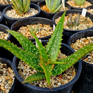 Rare 1g Aloe Turkanensis hybrid. Gorgeous foliage with stunning red teeth and the foliage even redden with stress.Excellent top shelf hybrid Bild 7