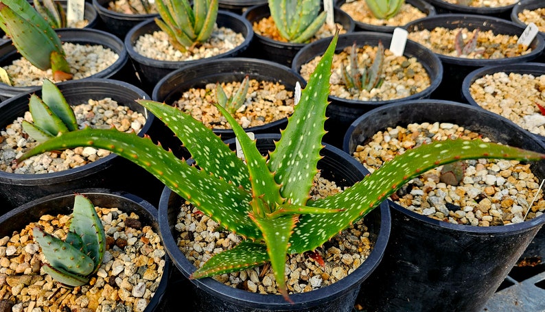 Rare 1g Aloe Turkanensis hybrid. Gorgeous foliage with stunning red teeth and the foliage even redden with stress.Excellent top shelf hybrid Bild 7