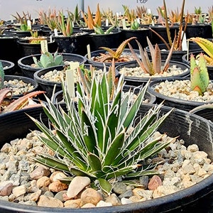 Agave Filifera - Etsy