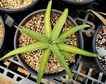 Agave Nizandensis - Etsy