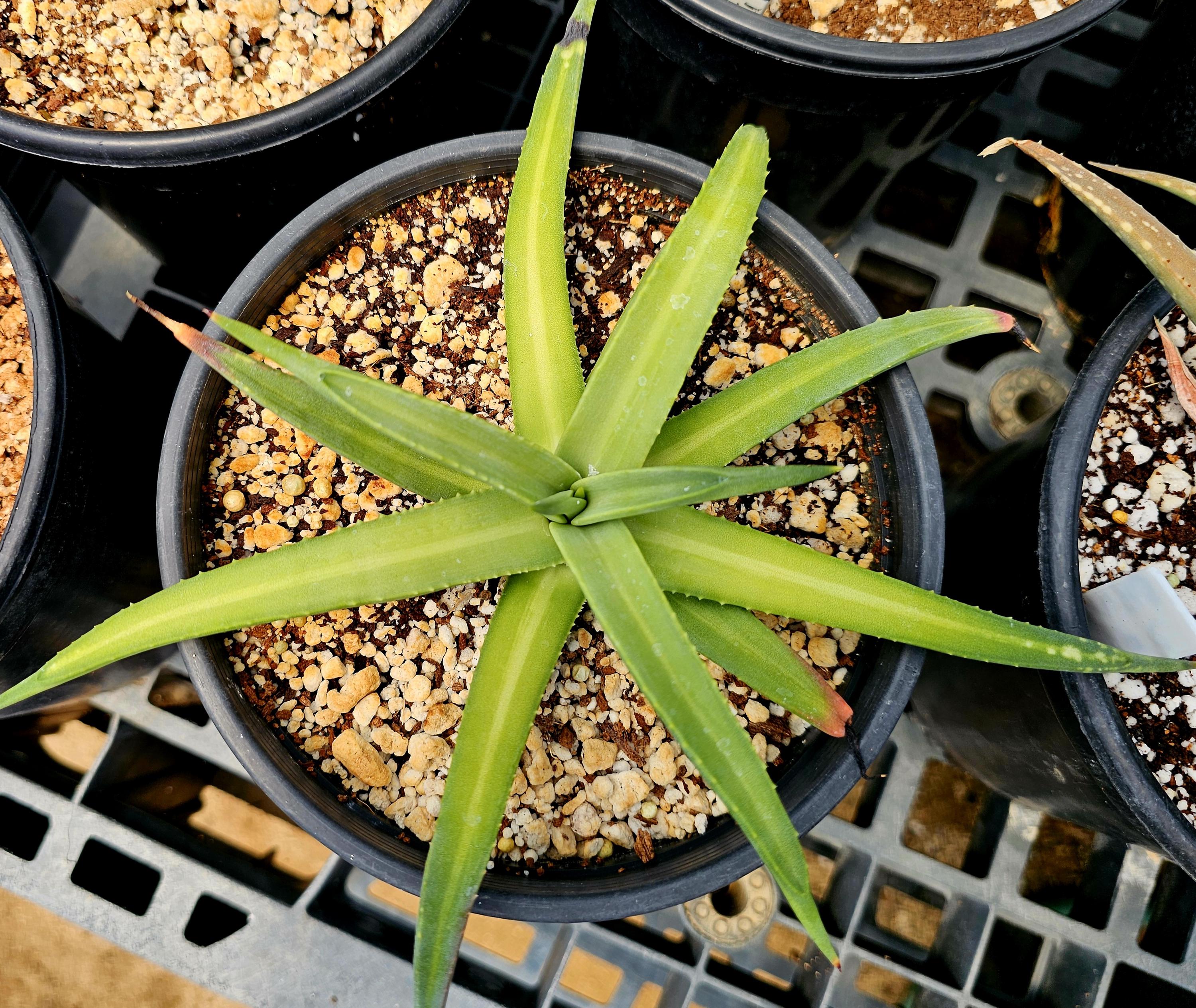 1g Agave Nizandensis: Rare Spineless Container Agave - Etsy