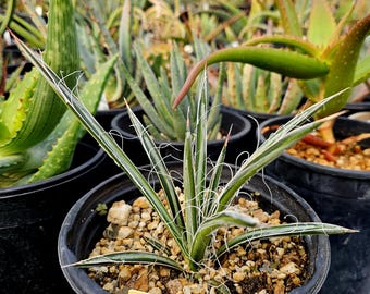 Agave Cornelius - アガベ・コーネリアス- 美國波浪黃覆輪- 龍舌蘭専門