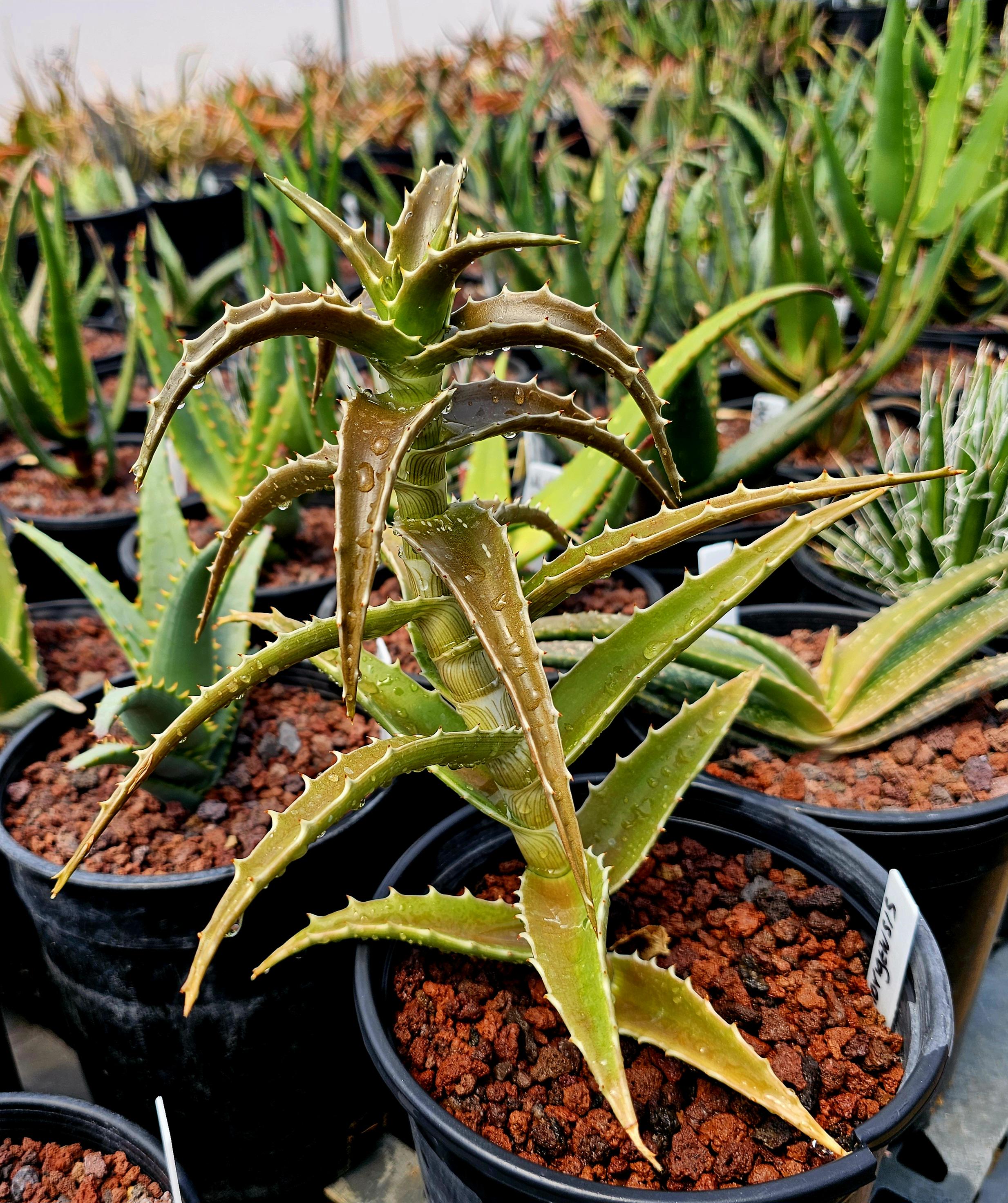 Large 1g Rare Aloe Morijensis: Rift Valley Upright Shrubby Aloe - Etsy