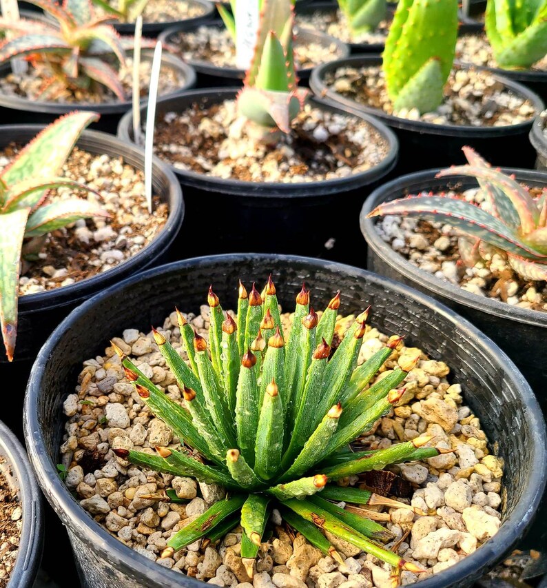 Rare 1g Agave Albopilosa top shelf plant. Highly sought