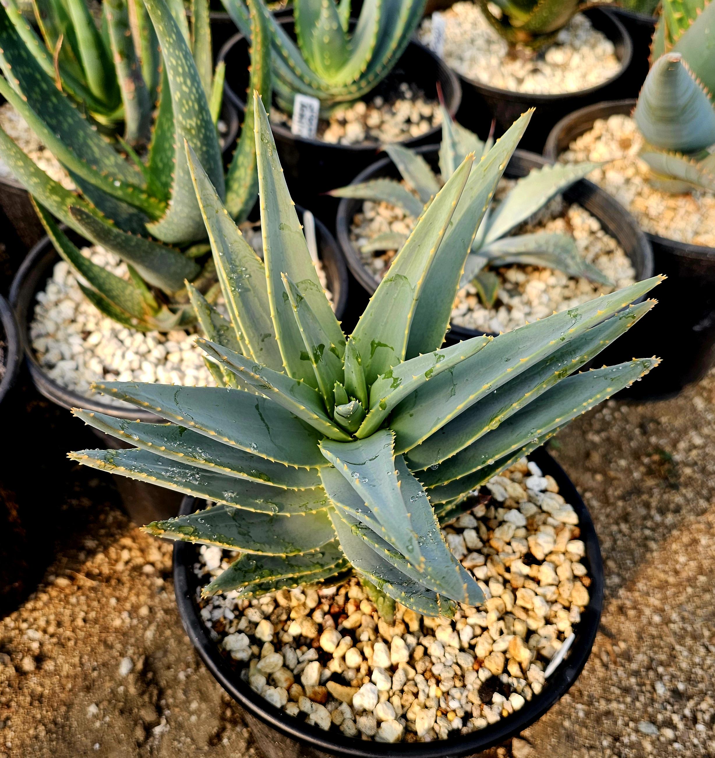 2g Aloe Dichotoma Hybrid: Heat Tolerant Tree Aloe - Etsy