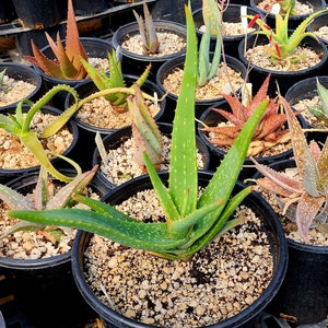 Gorgeous 2g Aloe Buhrii hybrid, incredible foliage. Top shelf, seed grown by Circadian Rhythm. Expected to be awesome bloomers. image 7