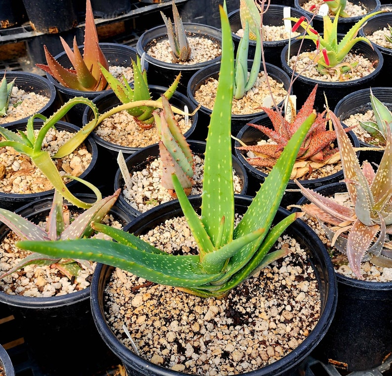 Gorgeous 2g Aloe Buhrii hybrid, incredible foliage. Top shelf, seed grown by Circadian Rhythm. Expected to be awesome bloomers. image 7