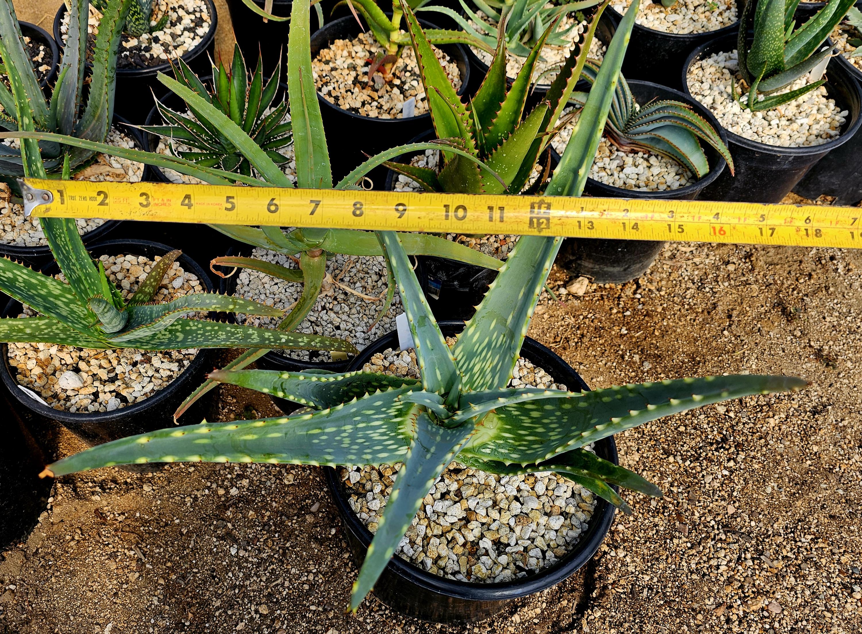 3g Aloe Esculenta, Angola Rare Aloe, Seed Grown - Etsy