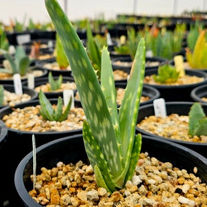 Seed grown 1g Aloe Esculenta, a rarely seen aloe of Angola. Gorgeous bloomers, stunning foliage, must have aloe for the collector. Top shelf image 6