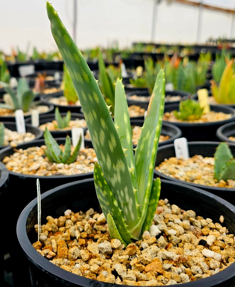 Seed grown 1g Aloe Esculenta, a rarely seen aloe of Angola. Gorgeous bloomers, stunning foliage, must have aloe for the collector. Top shelf image 6