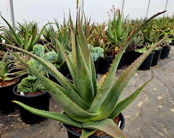 5g Aloe Butiabana Specimen: Western Uganda Rare Aloe, Red Blooms