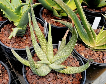 May include: A close-up of a potted Aloe plant with green, speckled leaves and a spiky, pointed shape. The plant is surrounded by reddish-brown soil and is in a black plastic pot. Other Aloe plants are visible in the background.