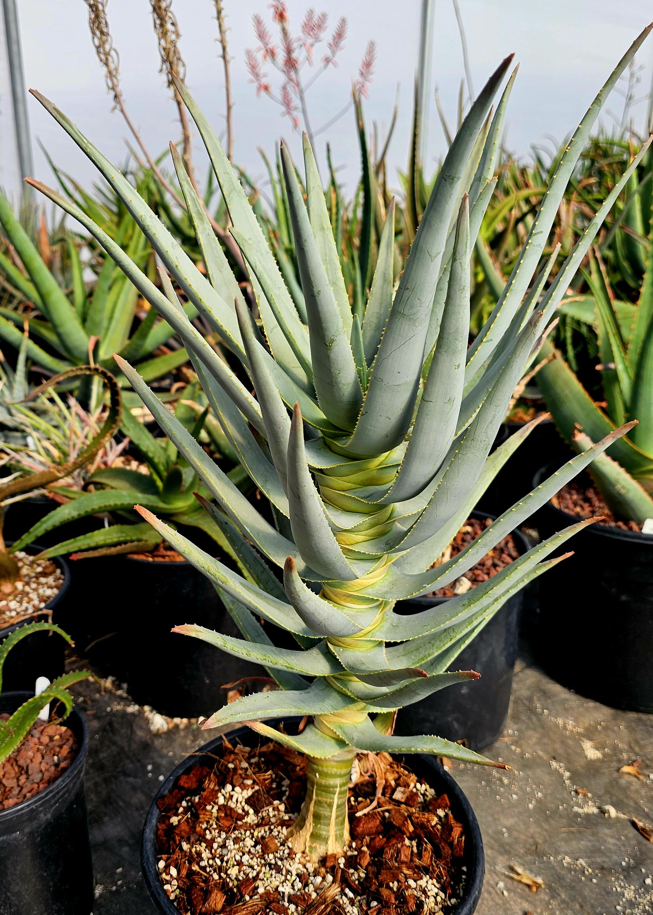 Aloe dichotoma - Dichotoma Etsy | 4in RIMO'S dichotomaアロエ