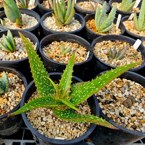 Rare 1g Aloe Turkanensis hybrid. Gorgeous foliage with stunning red teeth and the foliage even redden with stress.Excellent top shelf hybrid image 3