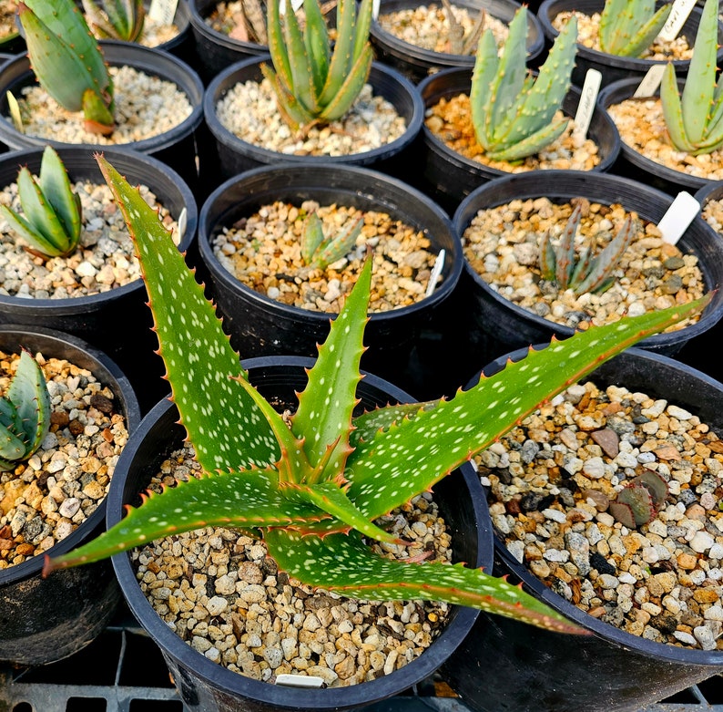 Rare 1g Aloe Turkanensis hybrid. Gorgeous foliage with stunning red teeth and the foliage even redden with stress.Excellent top shelf hybrid image 3