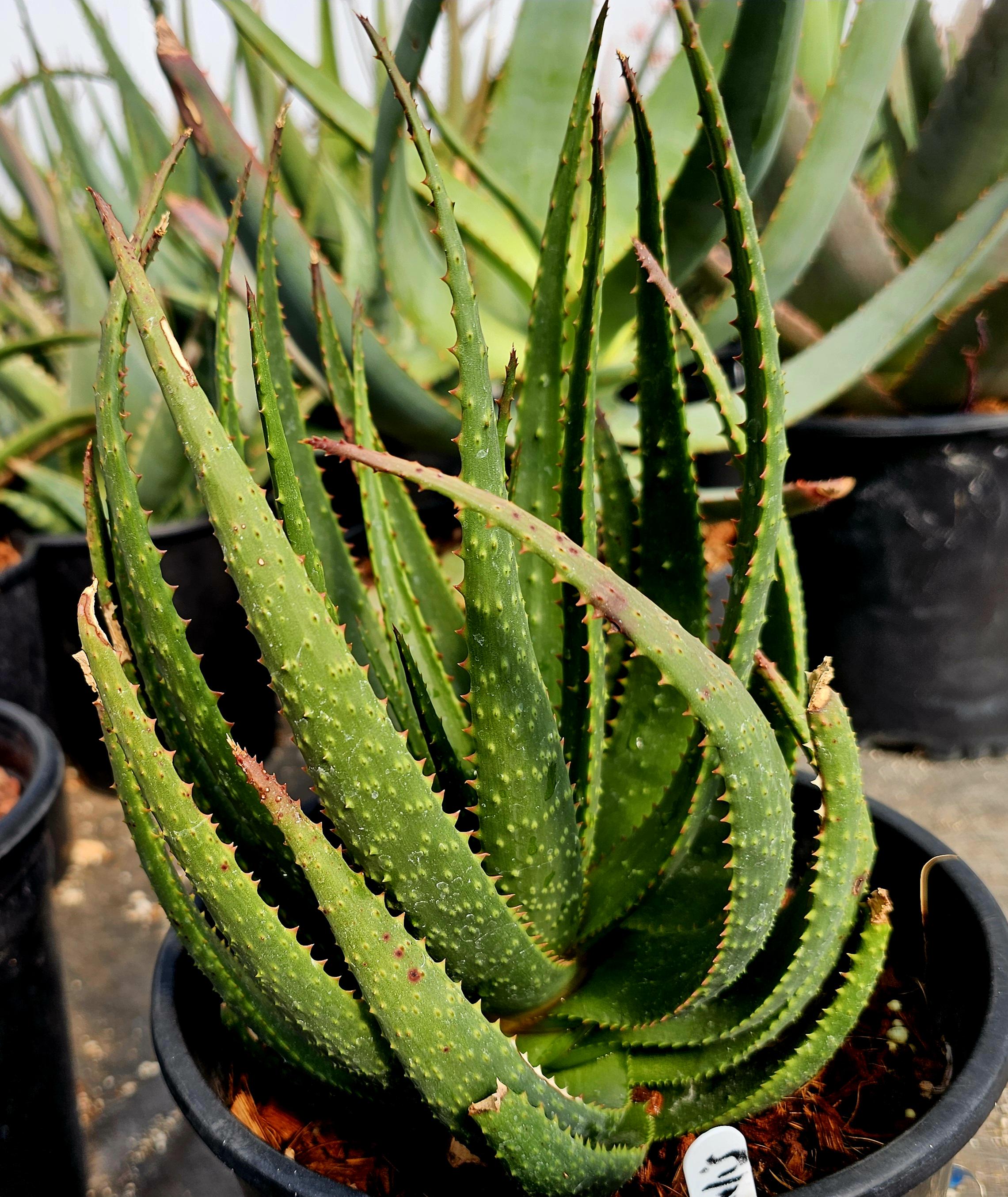 2g Aloe Capitata X Humilis Hybrid, Forest Green Bumpy Foliage, Red ...