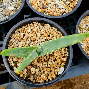 Seed grown 1g Aloe Esculenta, a rarely seen aloe of Angola. Gorgeous bloomers, stunning foliage, must have aloe for the collector. Top shelf image 5