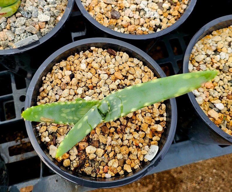 Seed grown 1g Aloe Esculenta, a rarely seen aloe of Angola. Gorgeous bloomers, stunning foliage, must have aloe for the collector. Top shelf image 5